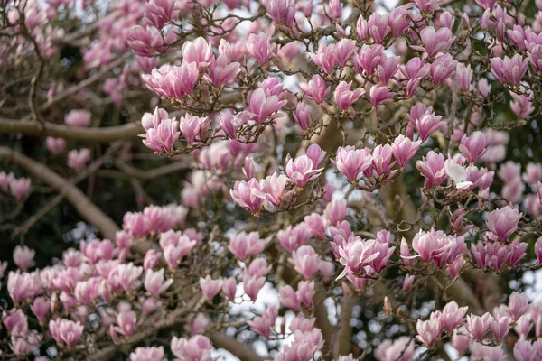 Magnolienblüten Einem Park Der Nähe Des Hauses — Stockfoto