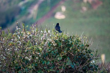 beyaz çiçekleri ile bir çalı üzerinde blackbird