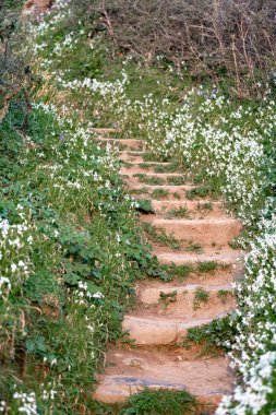 küçük yabani çiçekler ile ormanda taş merdivenler