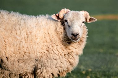 İngiltere'de tarlada bir koyun portresi