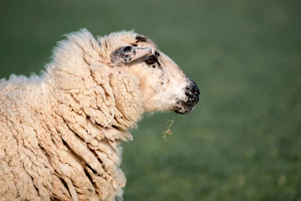 Portret Owiec Polu Anglii — Zdjęcie stockowe