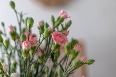 beyaz bir arka plan üzerinde karanfil pembe çiçekler