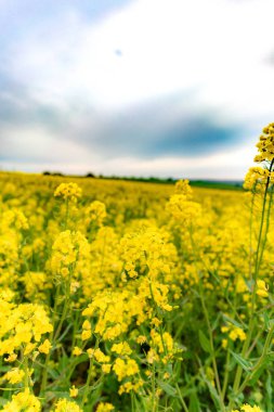 Yağ tohumlarının sarı tarlası inanılmaz bir gökyüzü ile tecavüz