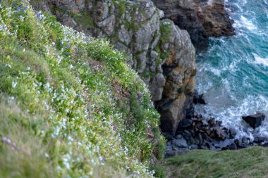 Mavi gökyüzüne karşı okyanus kıyısında yabani çiçekler