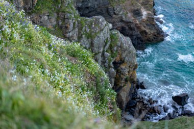 Mavi gökyüzüne karşı okyanus kıyısında yabani çiçekler