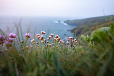 Mavi gökyüzüne karşı okyanus kıyısında yabani çiçekler