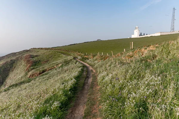 Vilda Blommor Längs Vägen Till Havet — Stockfoto