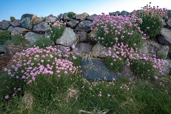 wild flowers along the road to the ocean