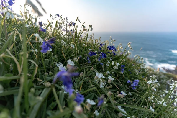 wild flowers on the ocean coast against the blue sky
