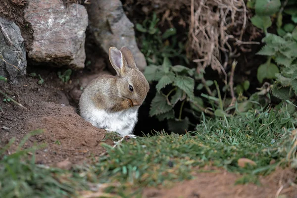 Lapin Sauvage Dans Herbe — Photo