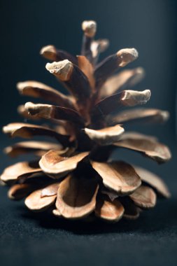 Siyah arkaplanda çam kozalağı