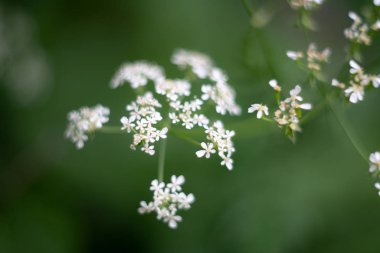 yeşil zemin üzerine küçük beyaz çiçekler