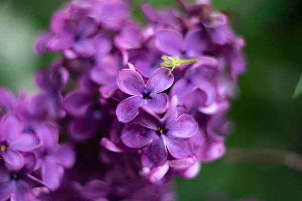 ライラックの紫色の花のクローズアップ — ストック写真