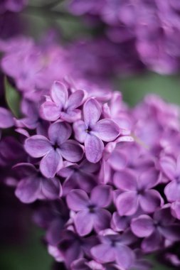 leylak mor çiçek yakın çekim 