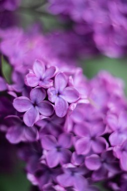 leylak mor çiçek yakın çekim 