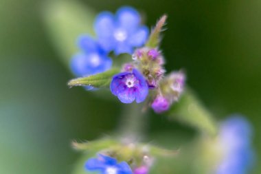 Bahçedeki mavi bahar çiçekleri