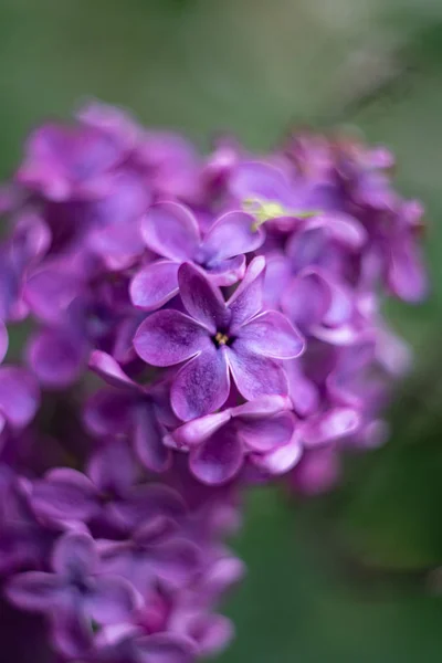 Primer Plano Flor Púrpura Lila — Foto de Stock