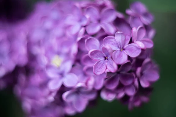 Primer Plano Flor Púrpura Lila — Foto de Stock