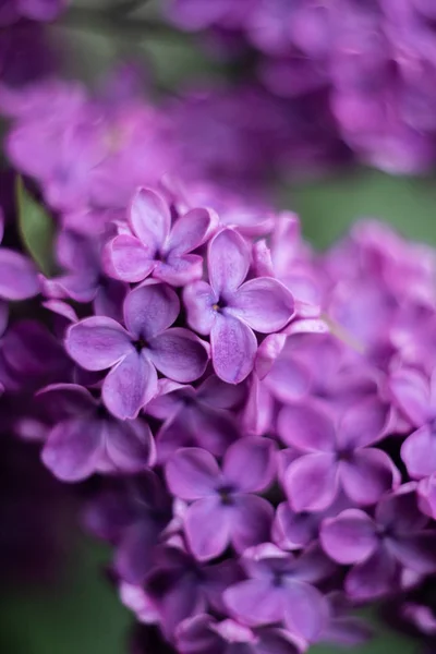 Primer Plano Flor Púrpura Lila — Foto de Stock