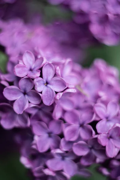 ライラックの紫色の花のクローズアップ — ストック写真