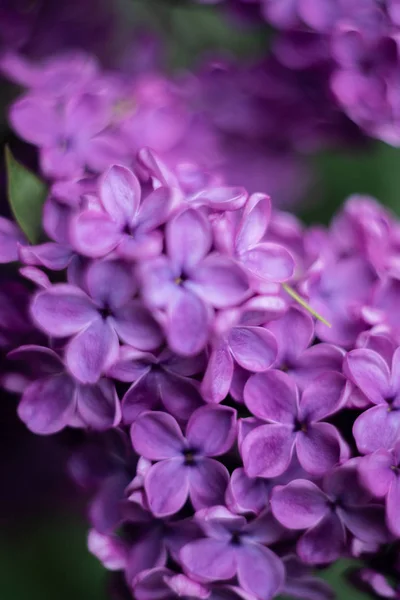 Крупный План Фиолетового Цветка Сирени — стоковое фото