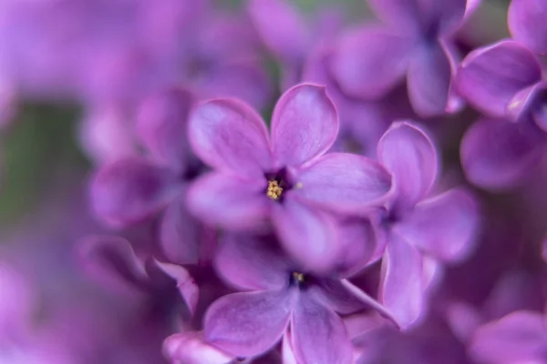 Primer Plano Flor Púrpura Lila — Foto de Stock