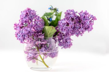 beyaz izole vazo lila buketi