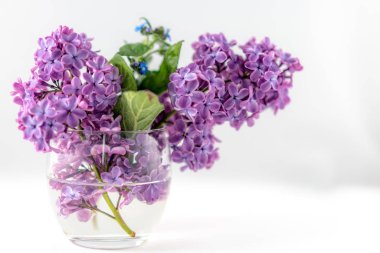 beyaz izole vazo lila buketi