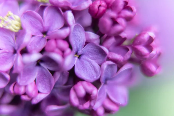 ライラックの紫色の花のクローズアップ — ストック写真