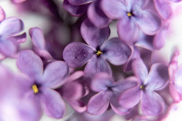 Zbliżenie Purpurowy Kwiat Bzu — Zdjęcie stockowe