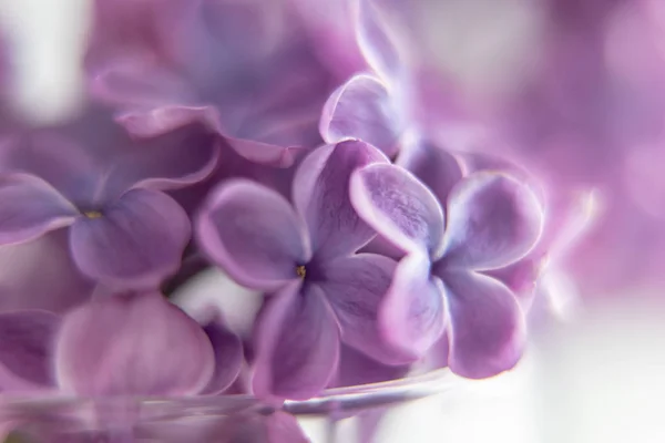 Крупный План Фиолетового Цветка Сирени — стоковое фото