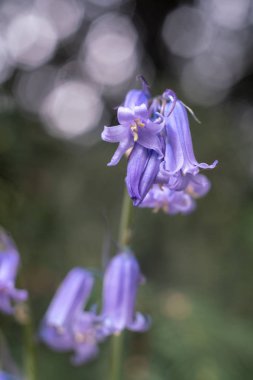 bahçede yeşil arka plan üzerinde bellflower