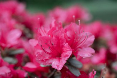 bahçede kiraz pembe çiçek yakın