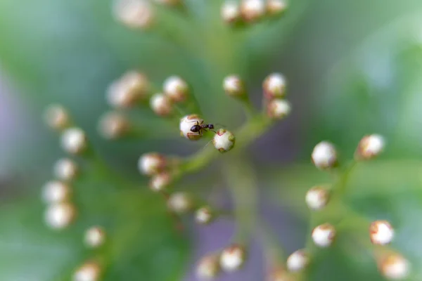 Ameise Auf Einer Weißen Blume Garten — Stockfoto