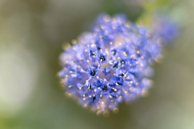 Mavi çiçek closeup