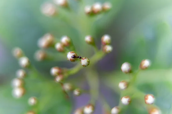 Ameise Auf Einer Weißen Blume Garten — Stockfoto