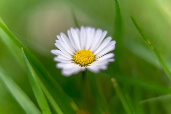 Daisy Gröna Gräset Nära Håll — Stockfoto
