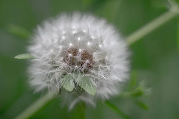 Diente León Sobre Fondo Verde — Foto de Stock