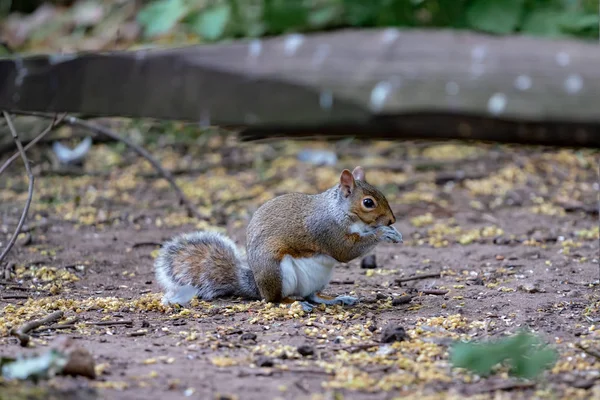 Rotes Eichhörnchen Frisst Eine Nuss — Stockfoto