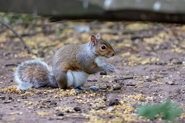 Rotes Eichhörnchen Frisst Eine Nuss — Stockfoto