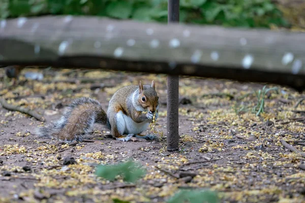 Red Squirrel Eating Nut — Stock Photo, Image