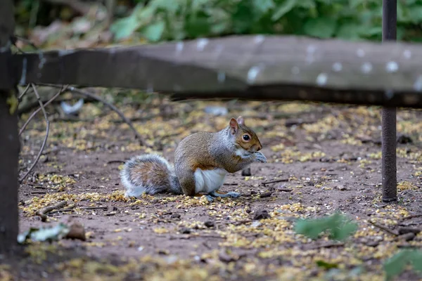 Rotes Eichhörnchen Frisst Eine Nuss — Stockfoto