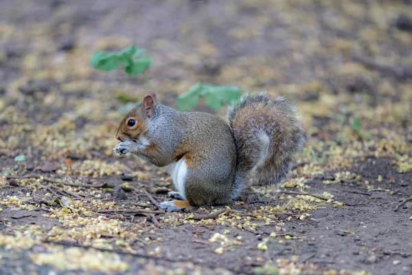 Rotes Eichhörnchen Frisst Eine Nuss — Stockfoto