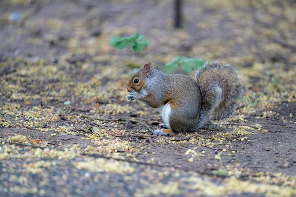 Rotes Eichhörnchen Frisst Eine Nuss — Stockfoto