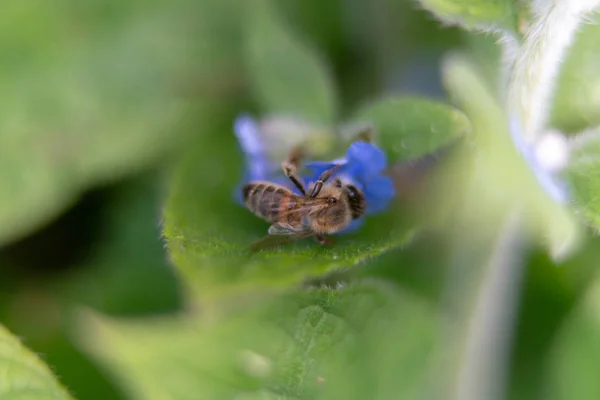 Biene Auf Einer Blauen Blume — Stockfoto