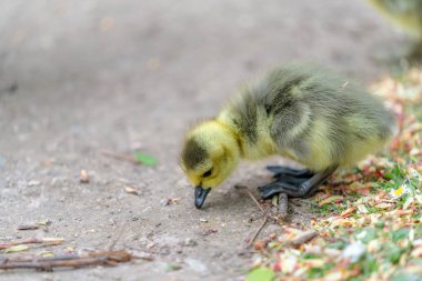 Sarı ördek çimlerin üzerinde