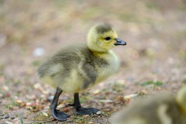 Sarı ördek çimlerin üzerinde
