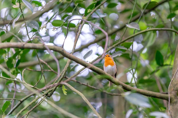 Oiseau Robin Sur Branche Dans Forêt — Photo