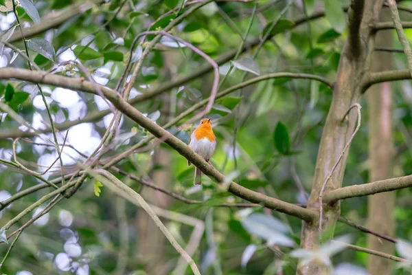 Robin Pájaro Rama Bosque — Foto de Stock