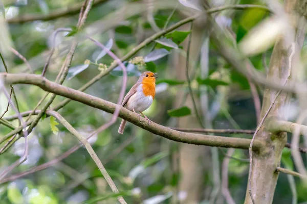 Robin Pássaro Ramo Floresta — Fotografia de Stock